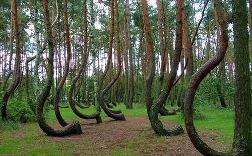 
Những thân cây kì dị mọc lên trong sâu thẳm khu rừng ma ám Hoia Baciu.
