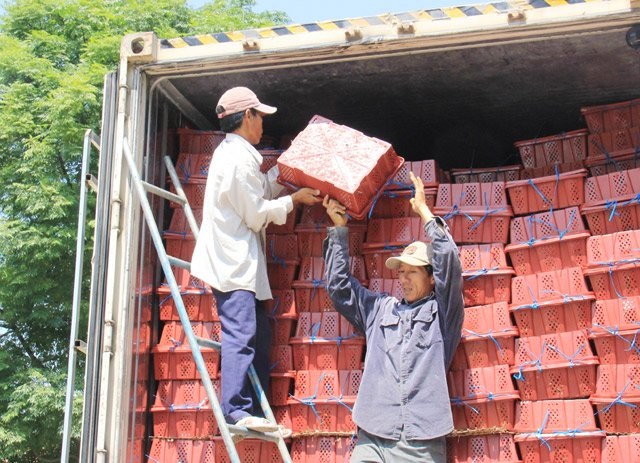 Hơn 40.000 đồng/kg ớt, container nối nhau xuất bán sang Trung Quốc - 5 Hơn 40.000 đồng/kg ớt, container nối nhau xuất bán sang Trung Quốc - 5