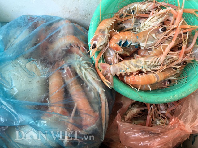 Đặc sản tôm càng biển: Tươi sống vẫn đỏ au như luộc - 7 
Ngon và chất lượng dinh dưỡng cao nhưng giá khá mềm nên tôm càng biển được tiêu thụ rất mạnh