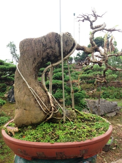 Mê mẩn vườn cây cảnh triệu đô đẹp nhất Hà thành - 7
Cây sanh mini được ký trên khối đá thấm thủy để tạo tác thế nghinh phong.