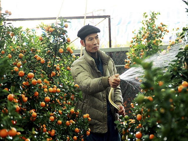 Ngoài bưởi, ông Mạnh còn trồng hơn 300 gốc quất cảnh trong bình.