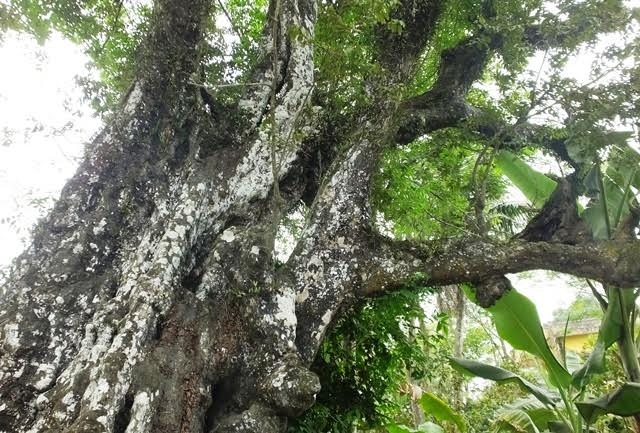Cây thị di sản và ngôi mộ mối đùn trong thành nhà Hồ - 7 Thân, gốc cây xù xì
