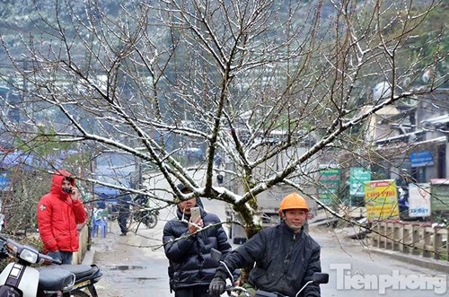 Đào rừng "trang điểm" tuyết Sapa hút khách - 7
Trời lạnh, tuyết rơi dày khiến những cành đào bị tuyết bao phủ.