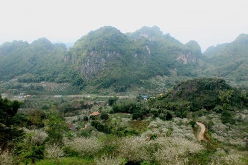 Trắng rừng hoa mận Tây Bắc, hút khách du xuân - 7 Trắng rừng hoa mận Tây Bắc, hút khách du xuân - 7