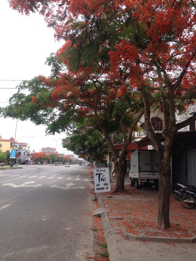 Ngắm vẻ đẹp nao lòng của đường hoa phượng dài nhất Việt Nam - 7 Ngắm vẻ đẹp nao lòng của đường hoa phượng dài nhất Việt Nam - 7