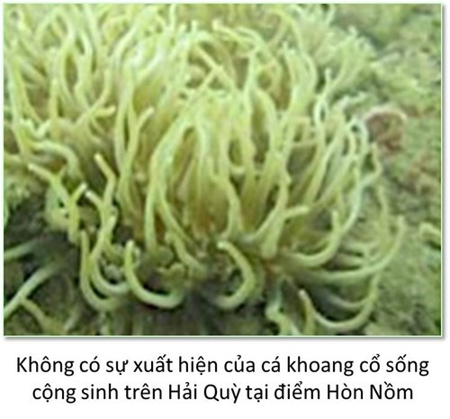 Bộ ảnh đáy biển miền Trung sau sự cố môi trường - 7 Bộ ảnh đáy biển miền Trung sau sự cố môi trường - 7