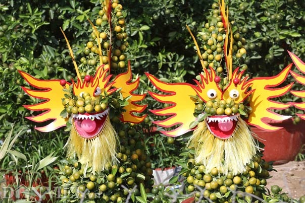 Quất cảnh tạo hình khỉ, rồng, lân… “siêu độc” ở miền Tây - 7 Quất cảnh tạo hình khỉ, rồng, lân… “siêu độc” ở miền Tây - 7