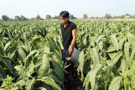 Nhộn nhịp xóm thuốc lào Sài Gòn - 4 Anh Phạm Văn Tuân (SN 1986, quê Gò Công) đang ra sức tưới tiêu trên ruộng thuốc lá của người cha vợ. Gương mặt anh vui vẻ bởi vừa đón đứa con trai đầu lòng.