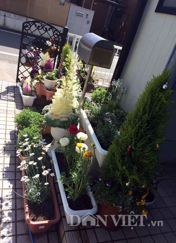 Khu vườn 5m2 "gì cũng có" của nàng dâu Việt xinh đẹp xa xứ - 46 Vì không có nhiều diện tích nên chị thường tranh thủ trồng cây, hoa mọi chỗ trong nhà