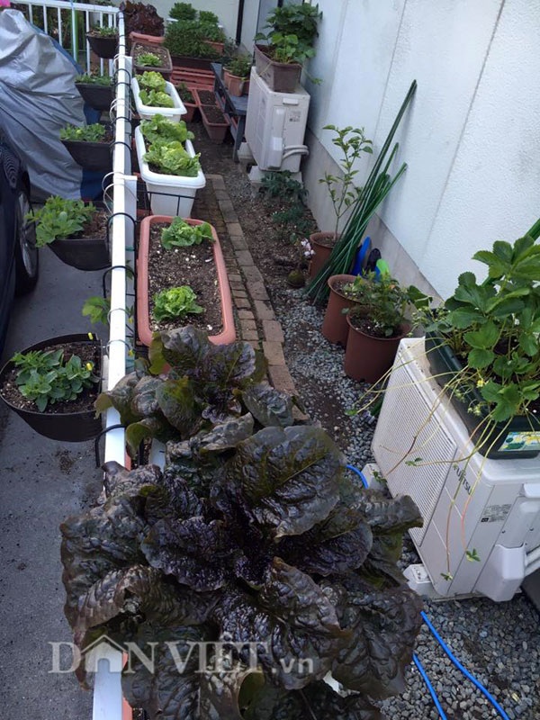 Khu vườn 5m2 "gì cũng có" của nàng dâu Việt xinh đẹp xa xứ - 52 Không chỉ chăm cây, chị Quỳnh còn tự ủ phân hữu cơ từ vỏ rau củ, vỏ trứng để bón cho cây đảm bảo thực phẩm sạch an toàn tuyệt đối.
