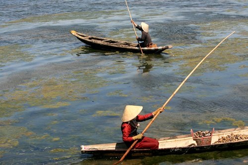 Ảnh: Cuộc sống bình dị trên phá Tam Giang - 8 Ảnh: Cuộc sống bình dị trên phá Tam Giang - 8