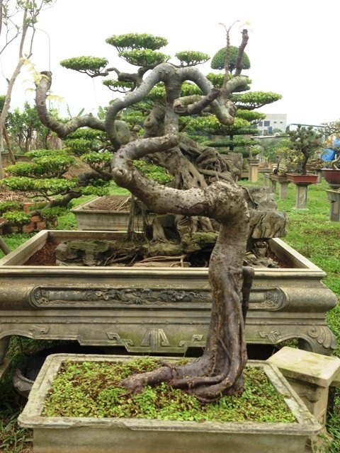 Mê mẩn vườn cây cảnh triệu đô đẹp nhất Hà thành - 8 Cây dâu da được tạo tác thành cây cảnh.