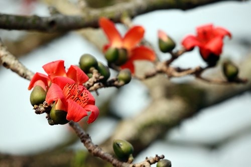 Trẩy hội chùa Hương mùa hoa gạo - 8 Trẩy hội chùa Hương mùa hoa gạo - 8