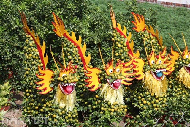 Quất cảnh tạo hình khỉ, rồng, lân… “siêu độc” ở miền Tây - 8 Quất cảnh tạo hình khỉ, rồng, lân… “siêu độc” ở miền Tây - 8