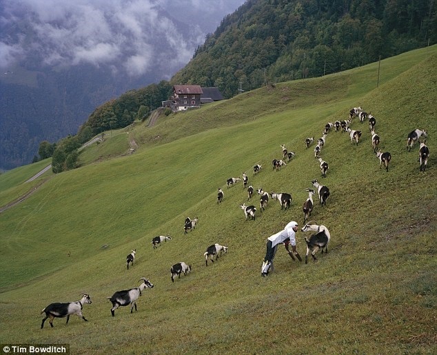Người đàn ông bỏ cuộc sống ở London để lên núi làm... con dê - 8