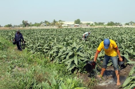 Nhộn nhịp xóm thuốc lào Sài Gòn - 5
Ở một ruộng thuốc khác, Nguyễn Lâm Sơn (SN 1993, quê Cà Mau) đang đi bứt đọt thuốc lá. Đây là vụ thuốc lào đầu tiên của Sơn, nhưng đã là năm thứ ba cậu không về quê ăn Tết