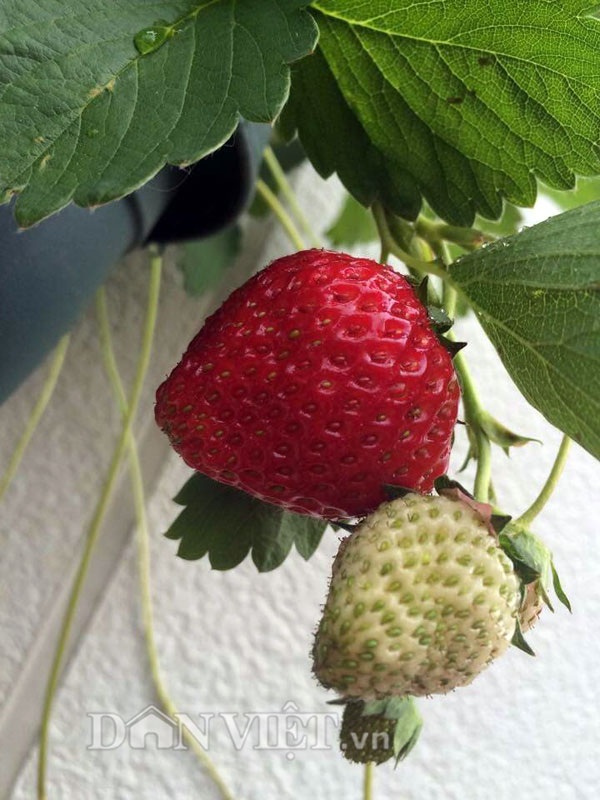Khu vườn 5m2 "gì cũng có" của nàng dâu Việt xinh đẹp xa xứ - 54 Những trái dâu tây chín căng mọng