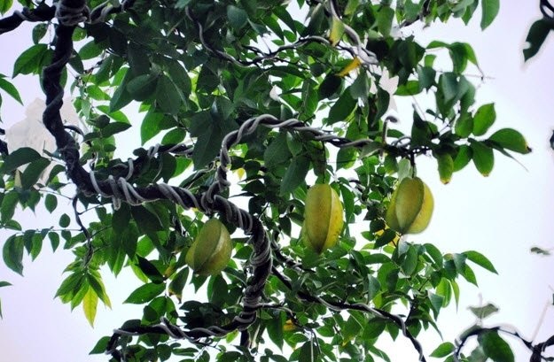 
Hai cây khế nặng trĩu quả. “Từ khi “nuôi” cặp khế này tôi cũng chưa mang đi dự thi ở hội hoa xuân nào. Năm nay cây có hình và đã ra dáng nên mang tới Hội hoa xuân Phú Mỹ Hưng cho mọi người thưởng lãm và tìm chủ mới để “gả” nó”, chủ vườn kiểng Nam bộ nói
