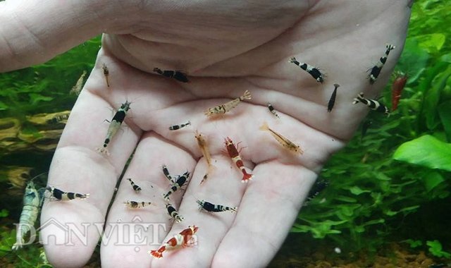 Dân Thủ đô dùng “vũ nữ 7 màu” để... mát xa - 5 Mới du nhập vào Việt Nam được vài năm song tép cảnh được khách hàng Thủ đô khá chuộng, mua nhiều về ngắm và dùng để mát xa tay, chân.