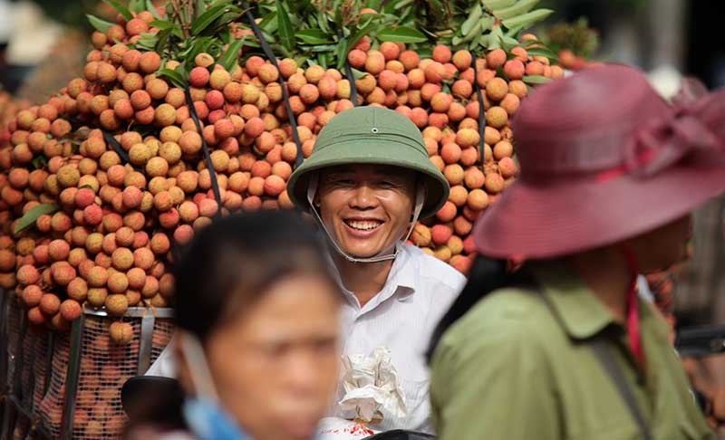 Vải thiều nhuộm đỏ quốc lộ trên xứ vải Lục Ngạn - 9
Sau đợt cao điểm thu hoạch sớm, vải thiều Lục Ngạn (Bắc Giang) bắt đầu bước vào chính vụ. Năm nay, sản lượng toàn tỉnh chỉ đạt khoảng 70% so với năm ngoái, nhưng bù lại người dân trồng vải lại hồ hởi vì được giá.