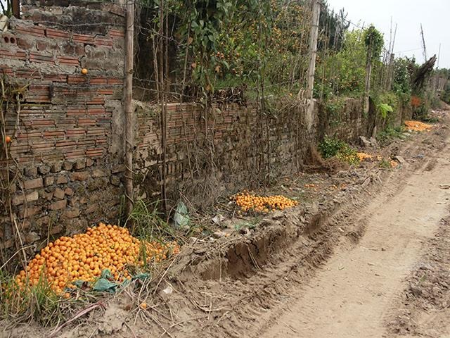 Dân Nhật Tân ngậm ngùi đốt đào tiền triệu - 9
Trồng quất cả năm nhưng đến khi thu hoạch lại phải đem vứt bỏ hết ra vệ đường