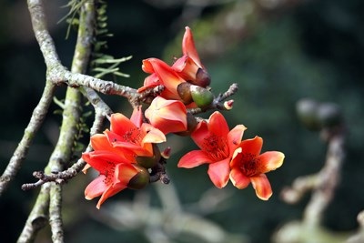 Trẩy hội chùa Hương mùa hoa gạo - 9 Trẩy hội chùa Hương mùa hoa gạo - 9