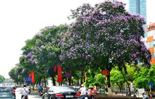 Hà Nội rực rỡ, quyến rũ những sắc hoa tháng Năm vào hạ - 9