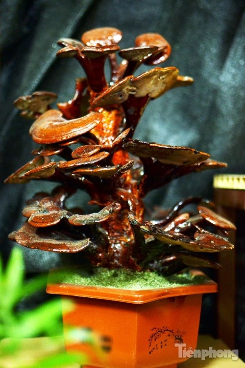 Cận cảnh nấm linh chi bonsai tiền triệu chơi Tết - 9
Một cây nấm linh chi bonsai với nhiều tầng, tán rộng.