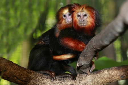 Lạc vào thế giới động vật - 3