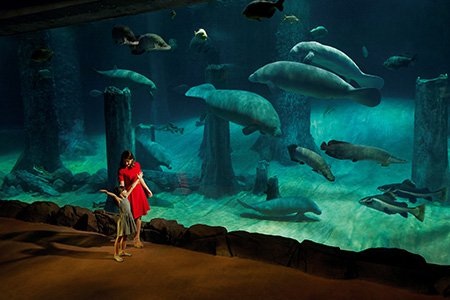 Lạc vào thế giới động vật - 1