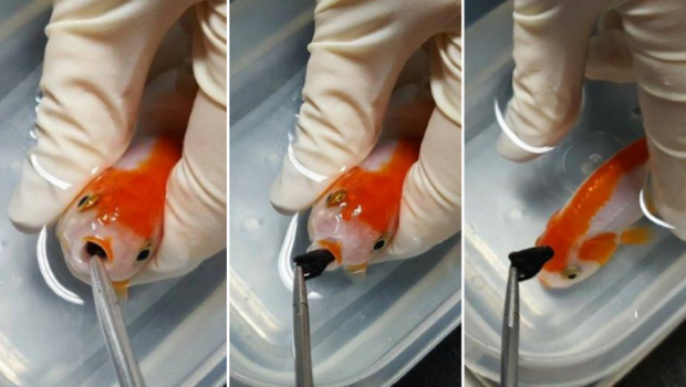 
Bác sỹ phẫu thuật cho cá vàng.
