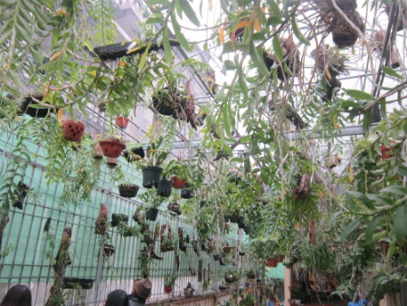 Ngắm “vườn lan rừng” giữa lòng Hà Nội - 2