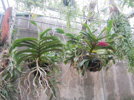 Người trồng phải luôn luôn chú ý tới việc đảm bảo độ ẩm cho lan. Ngoài ra, khi chăm sóc cũng cần bón thêm cho lan một số dưỡng chất tùy theo từng giai đoạn phát triển của cây.