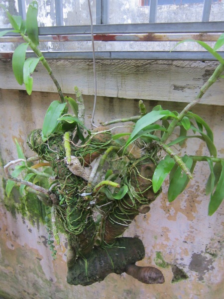 Giò trầm rừng được cô Liên ghép trên giá thể gốc tre với ý tưởng tạo hình người chồng, lưng cõng con nhỏ, tay dắt con lớn dìu vợ oằn mình trên lưng một con rùa. Vất vả là vậy nhưng “cuộc đời vẫn nở hoa”.