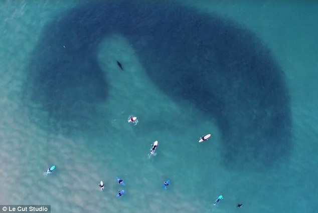 Khoảnh khắc kỳ diệu về đàn cá bị một con hải cẩu săn đuổi ở Sydney - 2
Bruno Barthas, người chụp hiện trường, nói rằng đây là một trong những đàn cá lớn nhất mà ông đã từng chứng kiến