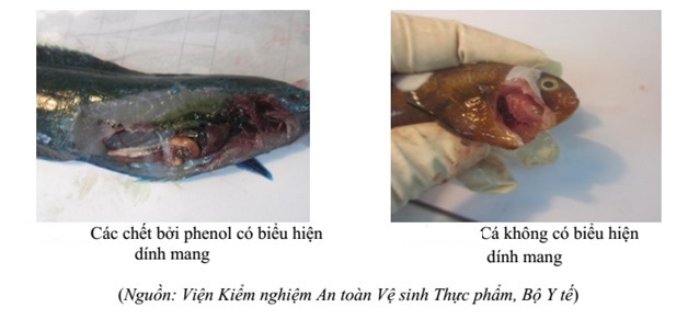 Các nhà khoa học đã buộc tội Formosa như thế nào? - 2 Các nhà khoa học đã buộc tội Formosa như thế nào? - 2