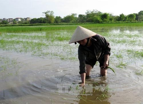 Bão số 3 làm 9 người chết và mất tích, 8 người bị thương - 1
Người dân xóm 3, xã Mỹ Hưng, huyện Mỹ Lộc, tỉnh Nam Định kiểm tra diện tích lúa mùa bị ngập sau bão số 3. Ảnh: Văn Đạt - TTXVN