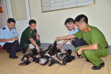 Đối tượng vận chuyển chân tay gấu đối mặt với án phạt 6 năm tù - 1
Cơ quan chức năng tiến hành kiểm đếm số lượng tay gấu và bàn giao cho cơ quan điều tra tiếp tục làm rõ.