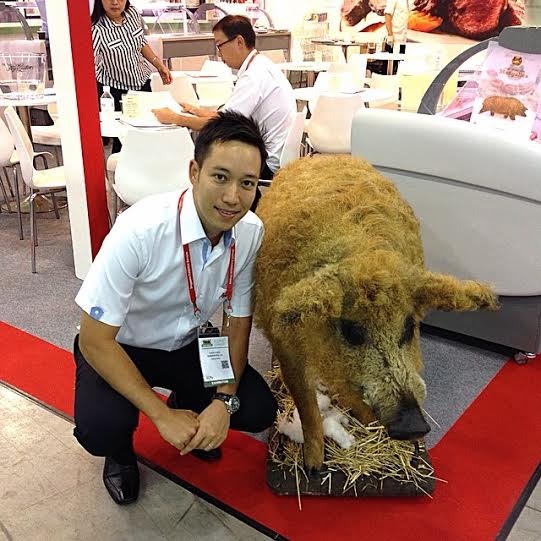 Kỳ lạ loài lợn có lông xù như cừu và khôn như chó - 3