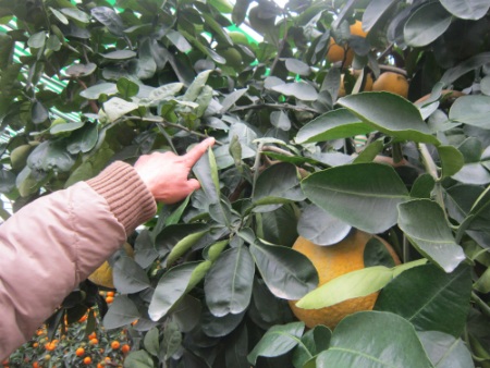 Với nhiều chồi non của cây, ông Mạnh dự đoán Tết này cây bưởi sẽ ra thêm lộc, hoa rất đẹp.