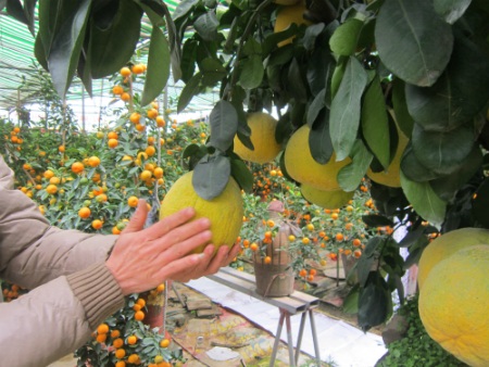 Để cây có thể giữ được quả và phát triển, gia đình ông Mạnh phải chăm sóc cây bưởi Diễn này rất cẩn thận. Những ngày này, nhiệt độ xuống thấp ông Mạnh phải dùng nước giếng ấm để tưới cho cây.