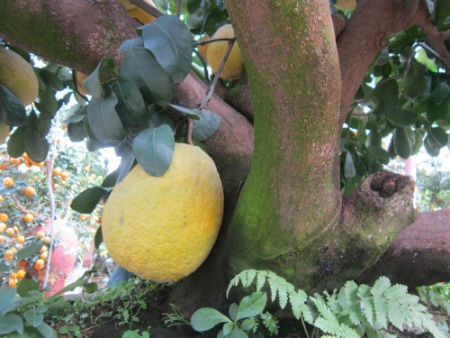 Qủa bưởi to nhất cây được mọc ngay dưới gốc cây to xù xì.