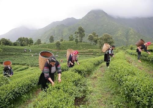 Chè sạch Tam Đường: vàng xanh của Tây Bắc - 3 Chè sạch Tam Đường: vàng xanh của Tây Bắc - 3