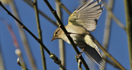 Tại sao số chim trống lại nhiều hơn chim mái? - 1
