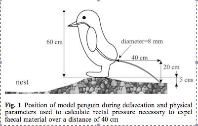 Học vị tiến sĩ và giải Ig Nobel về chim cánh cụt - 1
Nghiên cứu về áp suất mà chim cánh cụt tạo ra khi đi đại tiện sở hữu giải Ig nobel về lĩnh vực động lực học chất lỏng (Ảnh: scienceblogs.com)