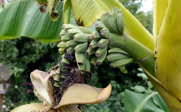 Cây chuối lần đầu tiên ra quả sau 20 năm - 2 Cây chuối lần đầu tiên ra quả sau 20 năm - 2