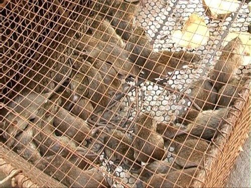 Săn chuột Đồng Tháp Mười - 3
Chuột đồng bày bán tại chợ Tam Nông,Đồng Tháp. Ảnh: Trọng Trung