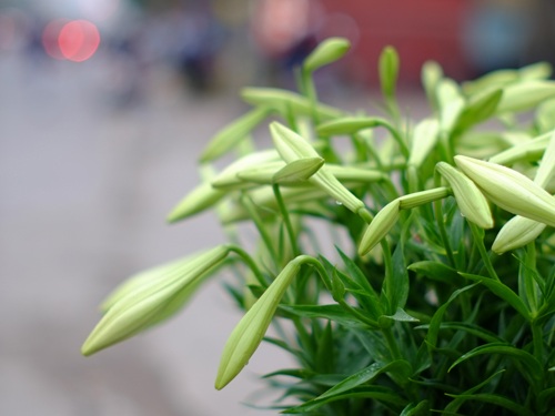 Đi qua tháng Tư - 1