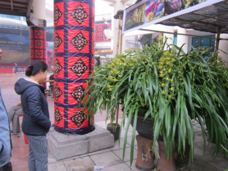 
Chậu địa lan đang được bày bán tại một hội chợ xuân ở Hà Nội.
