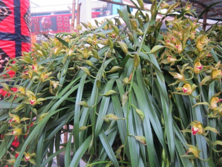 
Đặc điểm của giống hoa địa lan này là thời gian chơi rất lâu.
